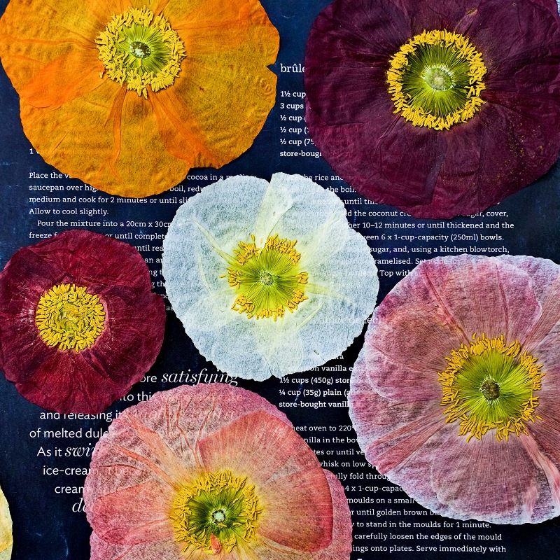 1 unidad, Flores Secas Prensad - Resin Art Frame reseña y precio