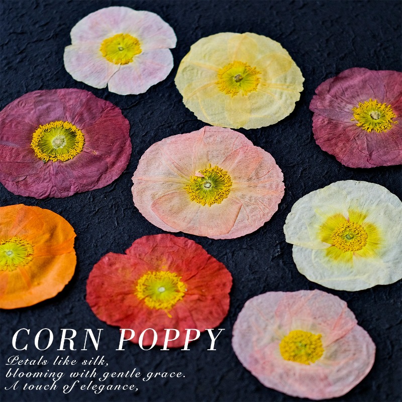 1 unidad, Flores Secas Prensad - Resin Art Frame reseña y precio
