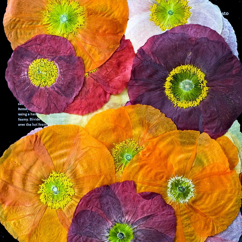 1 unidad, Flores Secas Prensad - Resin Art Frame reseña y precio