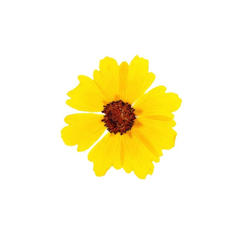 24 unidades, flores de crisant - Resin Art Lamp reseña y precio