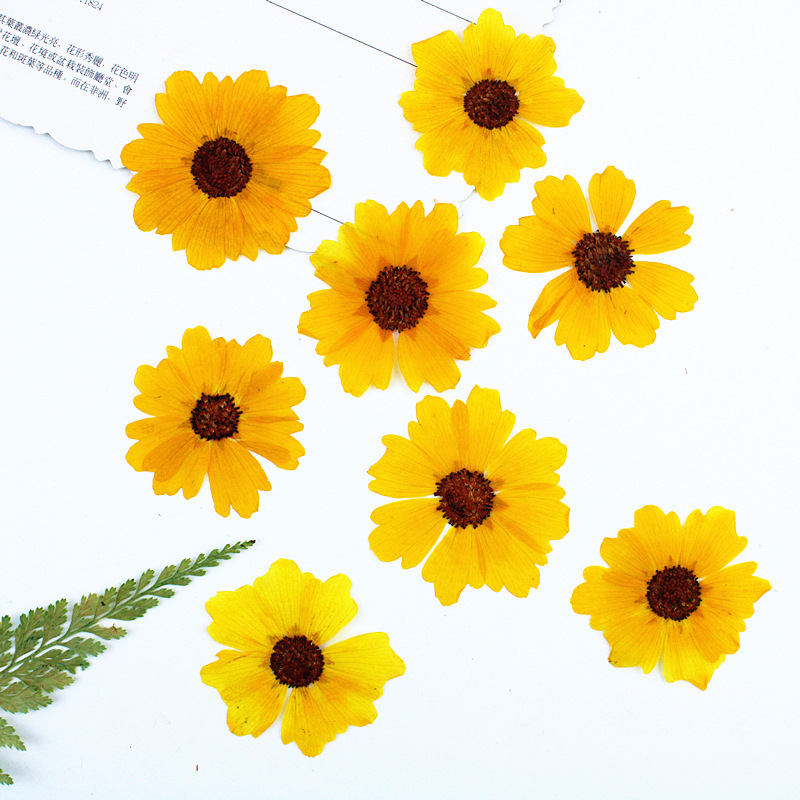 24 unidades, flores de crisant - Resin Art Lamp reseña y precio