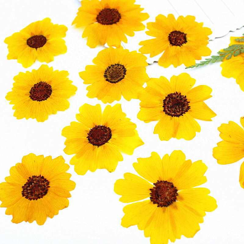 24 unidades, flores de crisant - Resin Art Lamp reseña y precio